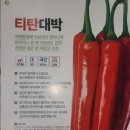 [공지] 25년고추모종예약주문받습니다(23개품종 시험재배예정)