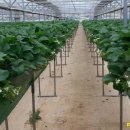 땡큐베리팜 이미지