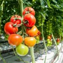 수직 토마토 재배 : 더 적은 공간에서 더 많은 수확량을 얻는 현대적인 방법 이미지