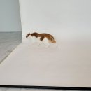 청산동물병원 이미지