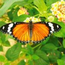 나비의꿈-호접지몽 이미지