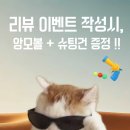 우다다냥 이미지
