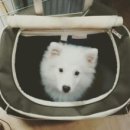 퍼피아울렛코리아 네이버블로그