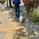 태사자 | 연휴 비거니즘 일기 [집순력 풀충전/ 회복 주간/ 지구식단 두유면 후기/ 병아리콩 커피/ 비건 홈베이킹]