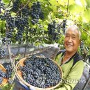 산머루 이미지