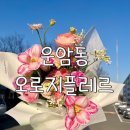 오로지플레르 네이버블로그