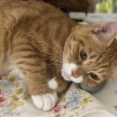 에그머핀 이미지