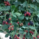 가마골농장 이미지