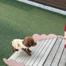 스위트펫 이미지