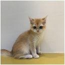 행복한 강아지 이미지