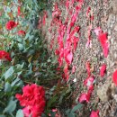 영등체육공원 이미지