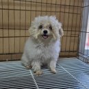 사파동225 이미지