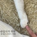 집사의 하루 대구점 | [대구/동성로] 집사의하루 방문 후기 | 기부도 하고 고양이도 만나고!