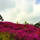 꽃동산 Daum카페