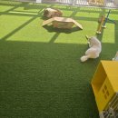 하이바이분양소 강아지고양이 대전점 | 대전강아지보호소 고양이 함께 하는 시간