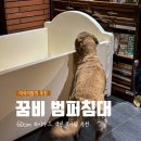 멍멍이가 있는 집 | 꿈비 아기범퍼침대 | 리트리버 대형견 애개육아 한 달 사용 후기