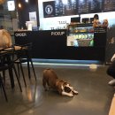 왈왈펫카페 이미지