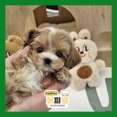 퍼피댕 강아지분양 안심분양소 청주점 말티푸미니비숑토이푸들 이미지