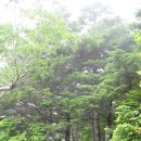 지리산 중산리계곡 구상나무 및 희귀한 나무 이미지