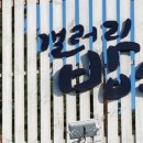 강릉옥수수집 이미지