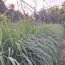 레몬그라스 이미지