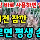 생강 효능 10배 이상 이미지