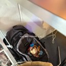 꼼데 가르송 백팩 구매 후기 / 구매처 SSF 일본공홈 직구 크림