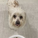 치즈 애견유치원&애견호텔 이미지