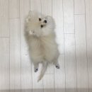 오블리 동물병원 이미지