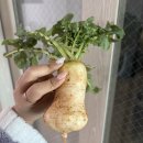 서진농장 이미지