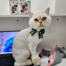 도리앤펫 이미지