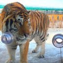 호랑이 | 중국 하얼빈 동북호림원 방문 후기 시베리안호랑이 먹이주기 체험 예약