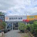 새순농장 | 희귀식물 전문 광프리카 농장 감각의기록 팝업 다녀왔어여 @광주식집사