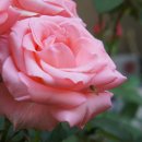 (주)피엘엠 이미지