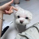 오빠뽑아줘 | ㅣ일상 ㅣ 얘들아 내가 8월 일상글 썼으니깐 댓글 예쁘게 써줘