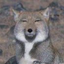 아이비디랩 | 알바끝! * 도미노피자 추천 * 베이컨체다치즈 * 비디랩 그래놀라 * 롯데리아 햄버거 추천 * 오징어버거...