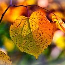 어두육미 이미지