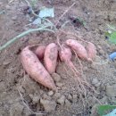 우리농장2 이미지