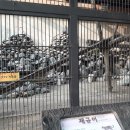 신축호랑이사 이미지