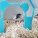 펫엔글라이더 인천점 이미지