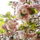 블루베리, 벚나무, 석류 이미지