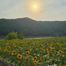 여름엔 여기!&#34;… 7월에 꼭 가봐야 할 연꽃과 해바라기 명소 4곳 추천 이미지