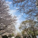 (주)부방유통이마트안양점 | 안양 비산동 미륭아파트 재개발 전 마지막 벚꽃, 40여 년 세월과의 작별