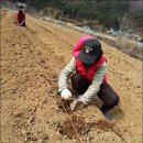 한주 꿀벌 농장 | (복분자) 내몸이 반응하는 복분자원액 4월 나눔이벤트 1탄~!!