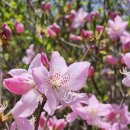 산덕리 | 지리산 바래봉 철쭉산행(25.05.04)