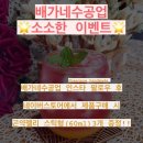 배가네수공업 수제청 [ 수제과일청 ]