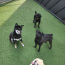 베베네 개스트하우스 이미지