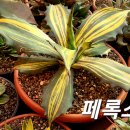 페록스 Daum카페