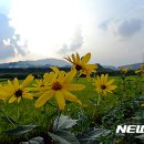 뚱딴지 - 아산시 | 뚱딴지
