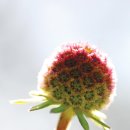 솔체